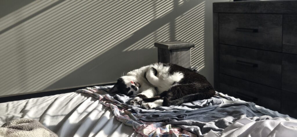 Charlie bed sleeping sun